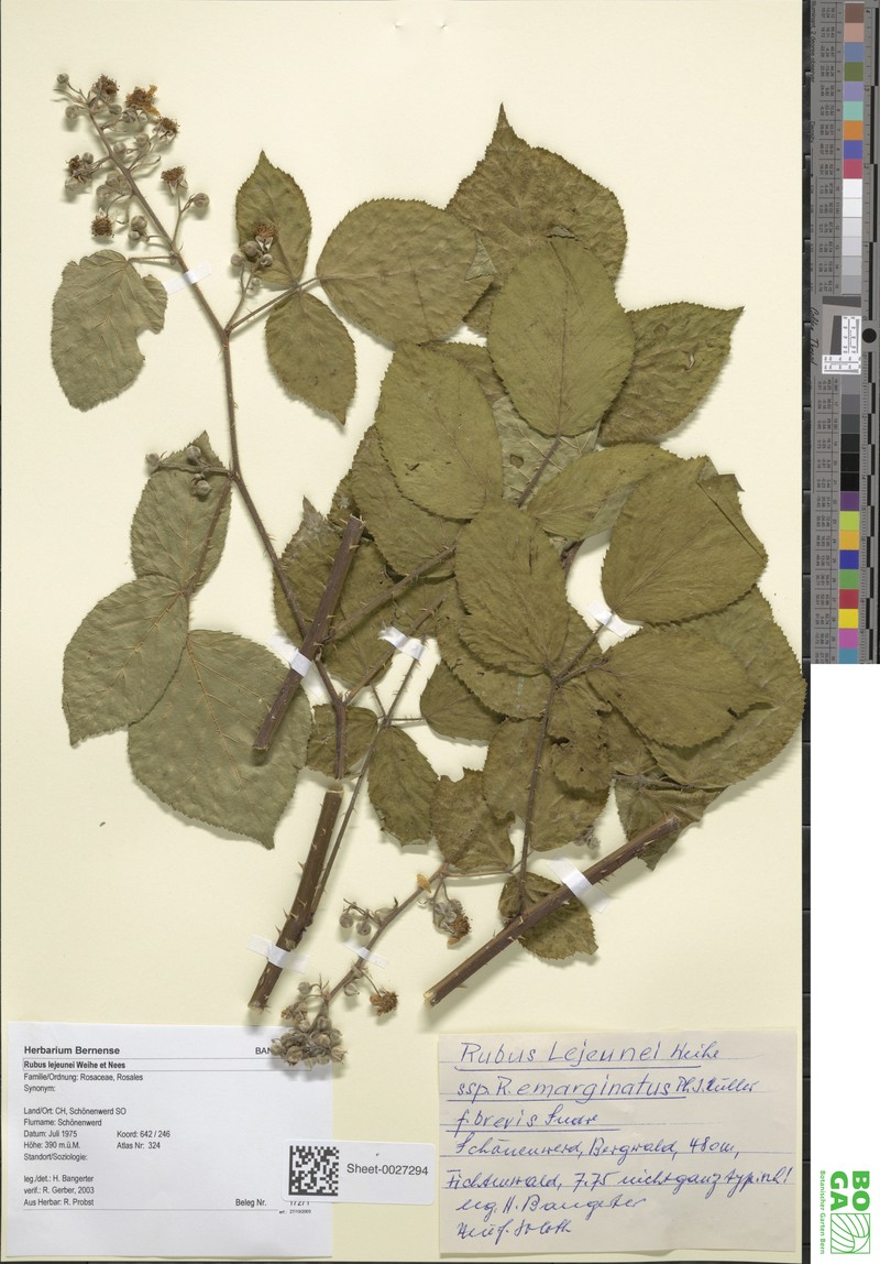 Rubus promachonicus