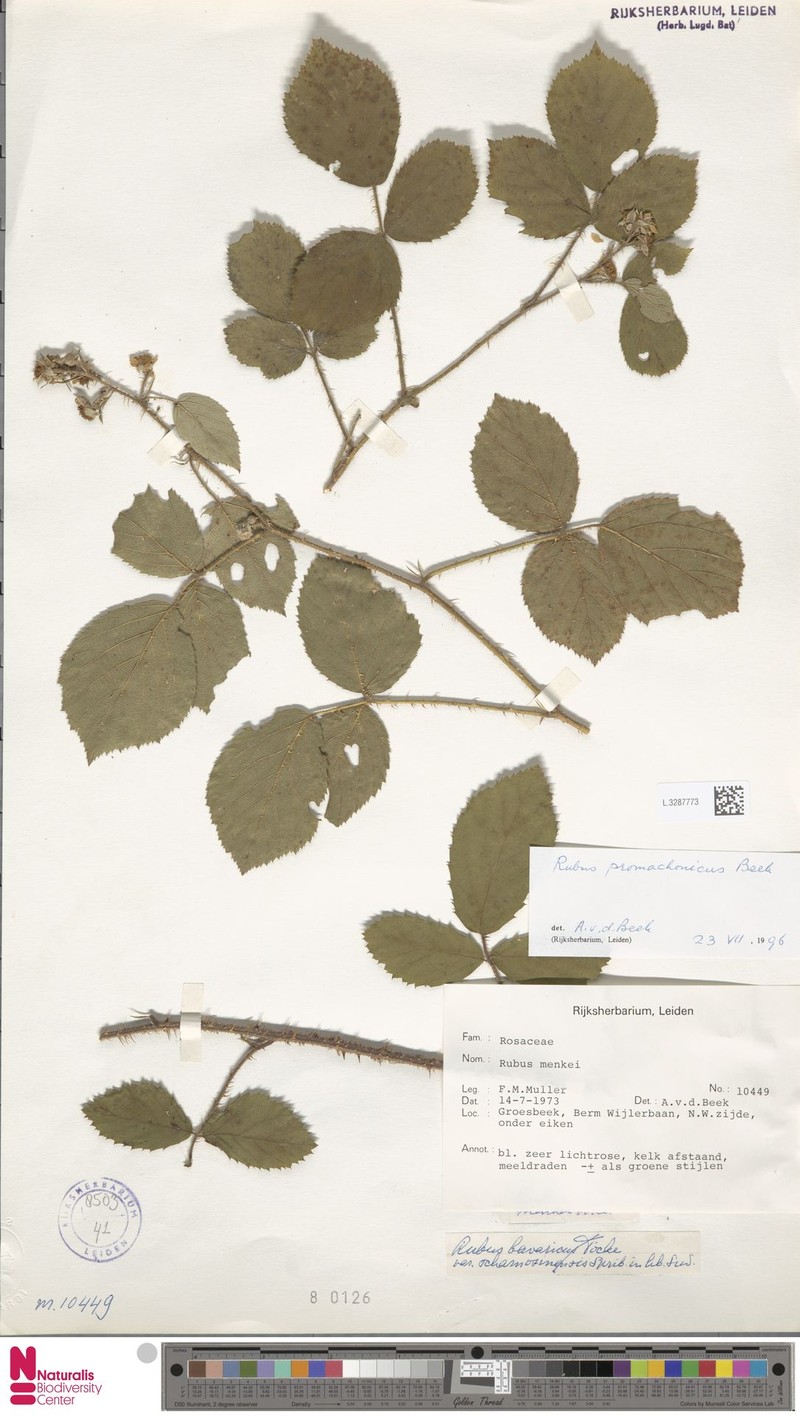 Rubus promachonicus photo 2