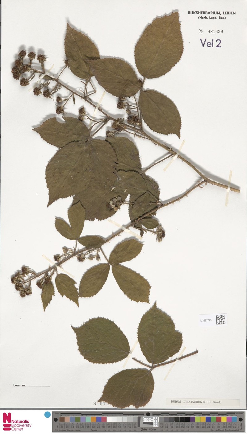Rubus promachonicus photo 3