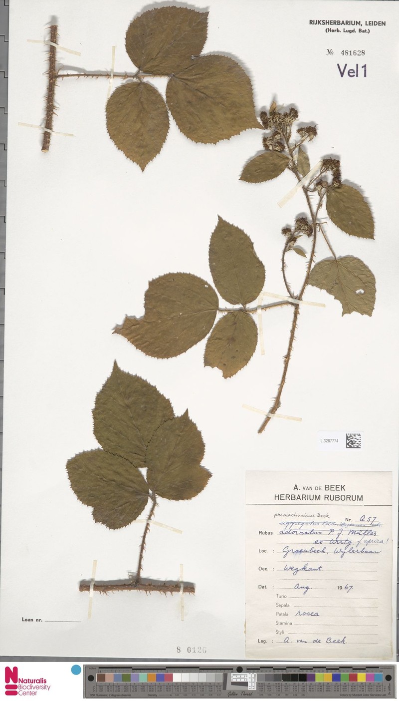 Rubus promachonicus photo 4
