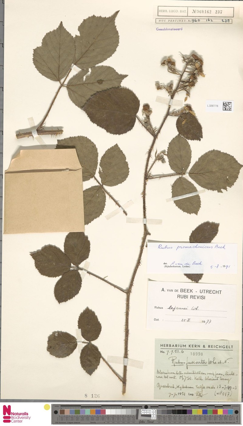 Rubus promachonicus photo 5