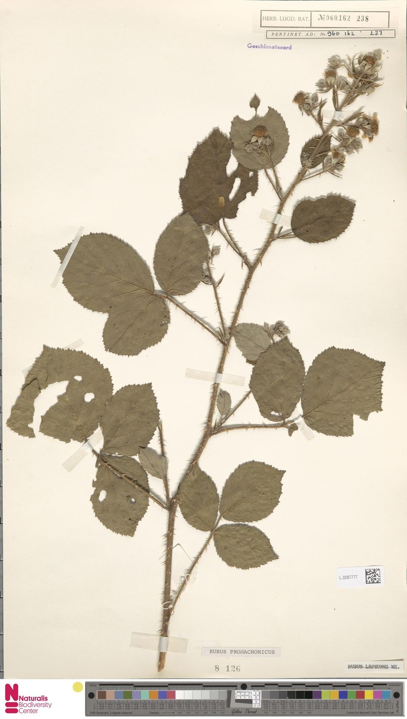 Rubus promachonicus photo 6
