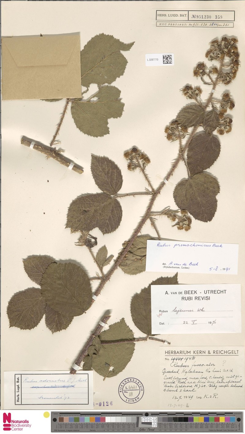 Rubus promachonicus photo 7
