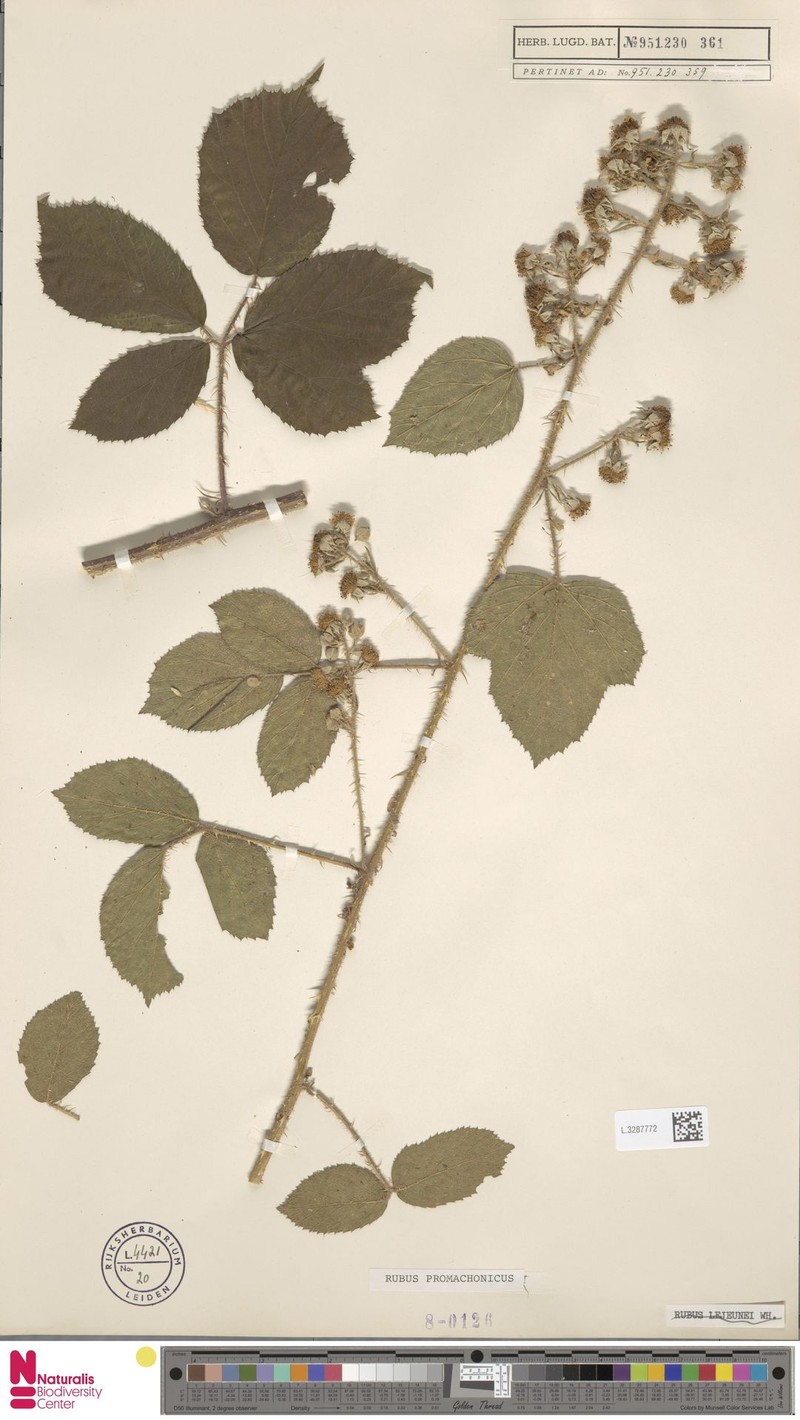 Rubus promachonicus photo 8