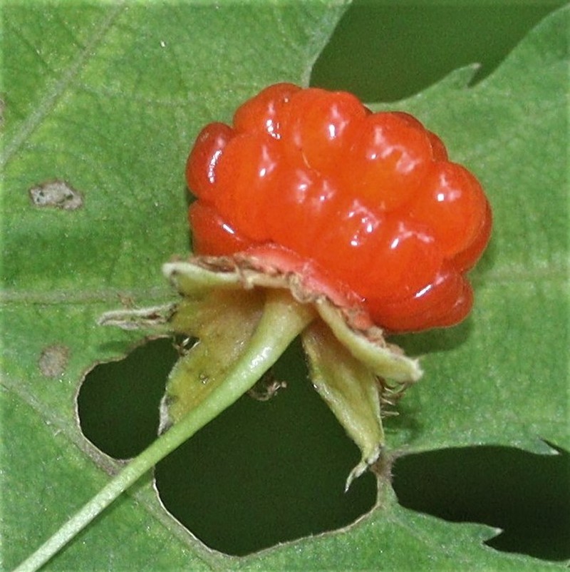 Rubus pseudoacer