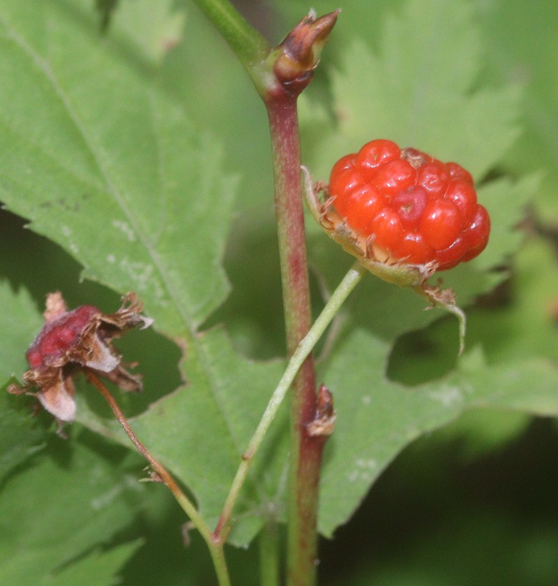 Rubus pseudoacer photo 2
