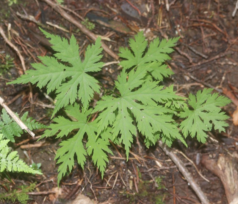 Rubus pseudoacer photo 3
