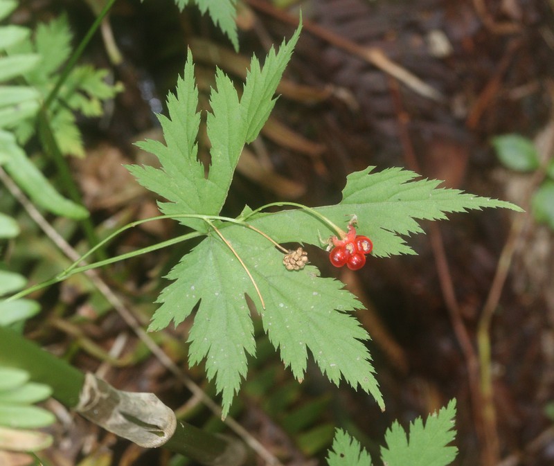 Rubus pseudoacer photo 4