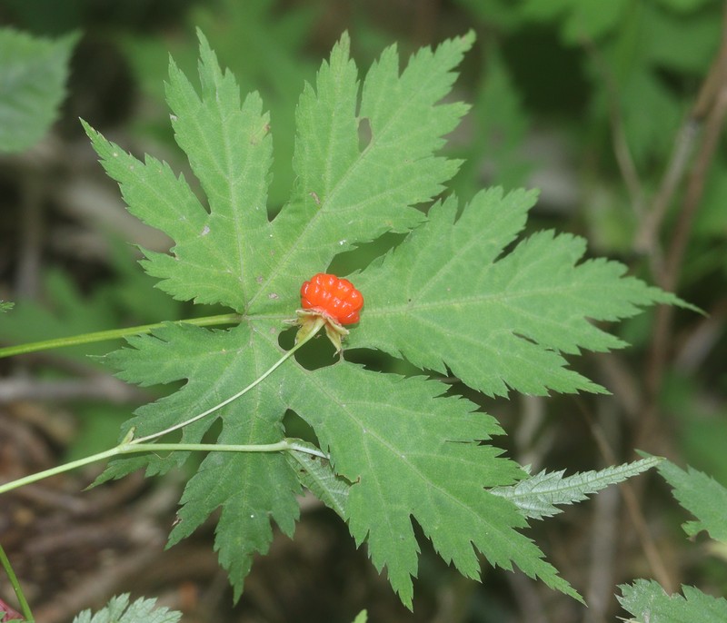 Rubus pseudoacer photo 5