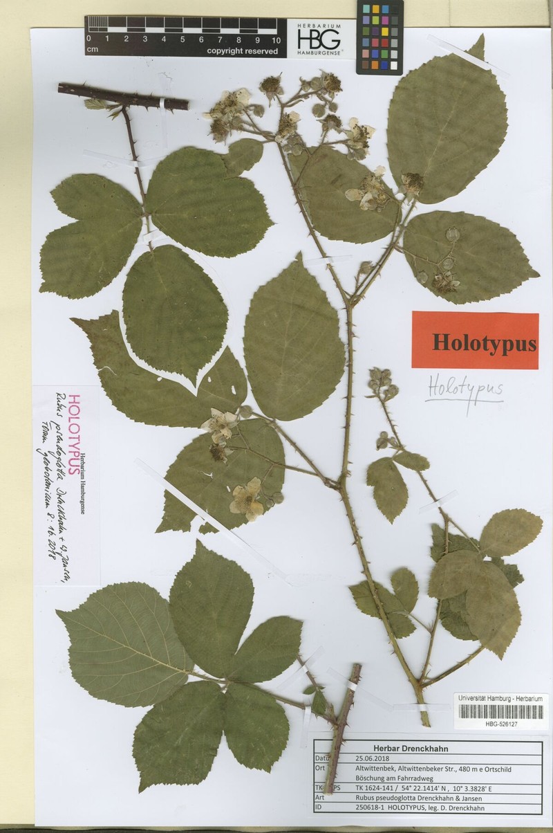 Rubus pseudoglotta