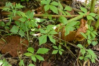 Rubus pseudojaponicus