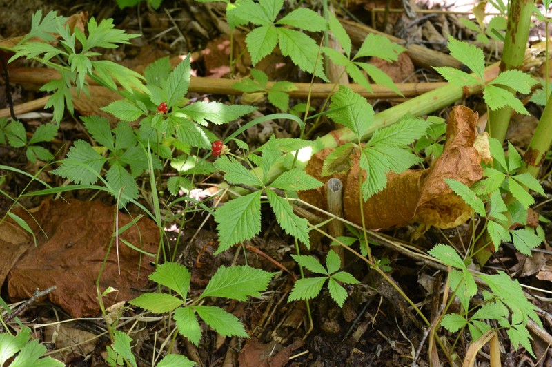 Rubus pseudojaponicus