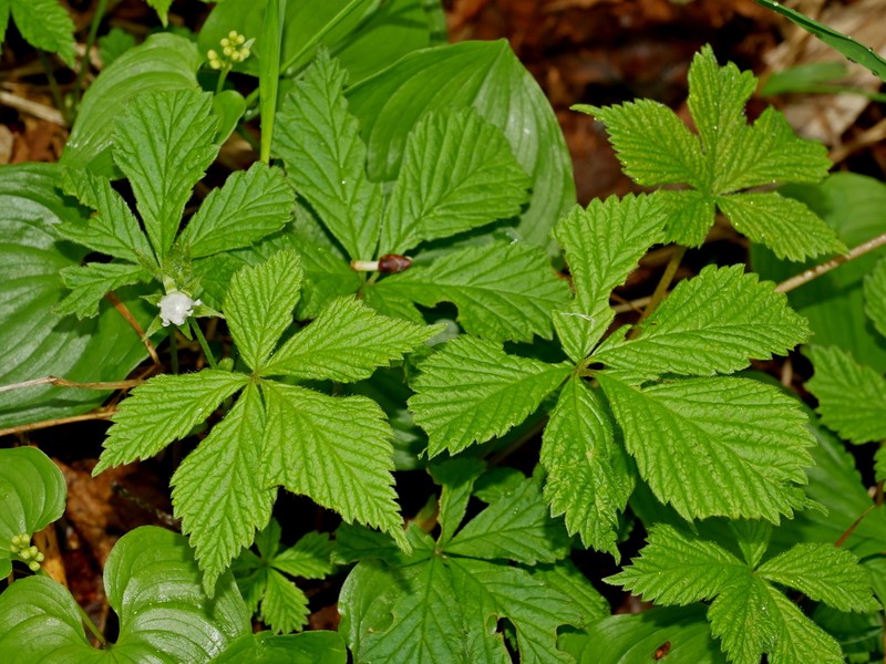 Rubus pseudojaponicus photo 3