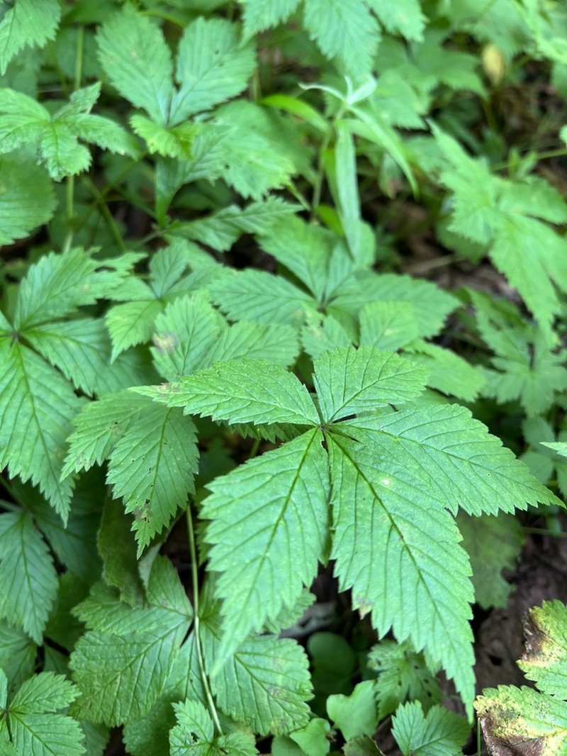 Rubus pseudojaponicus photo 4
