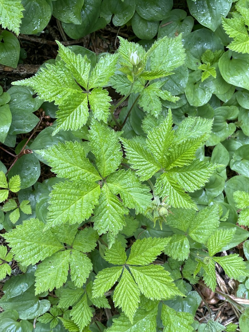 Rubus pseudojaponicus photo 6