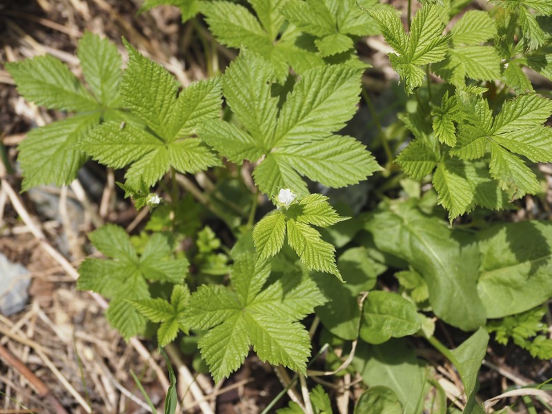 Rubus pseudojaponicus photo 8