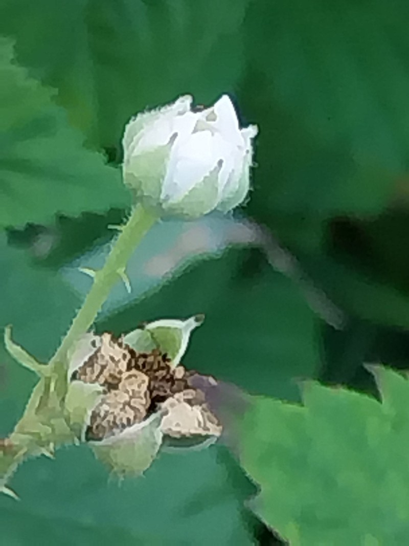 Rubus pseudothyrsanthus