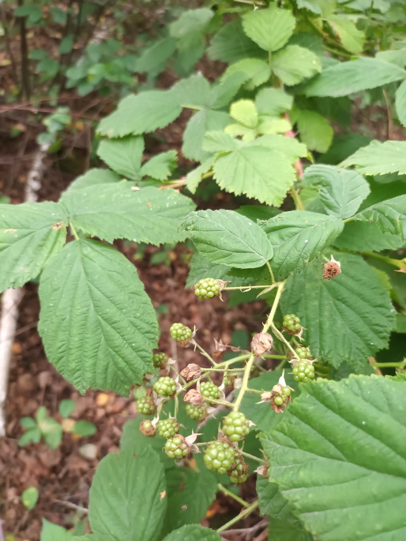 Rubus pseudothyrsanthus photo 2