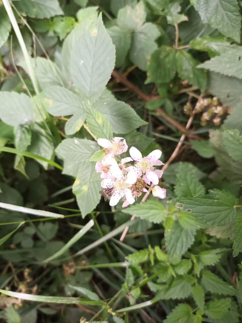 Rubus pseudothyrsanthus photo 3