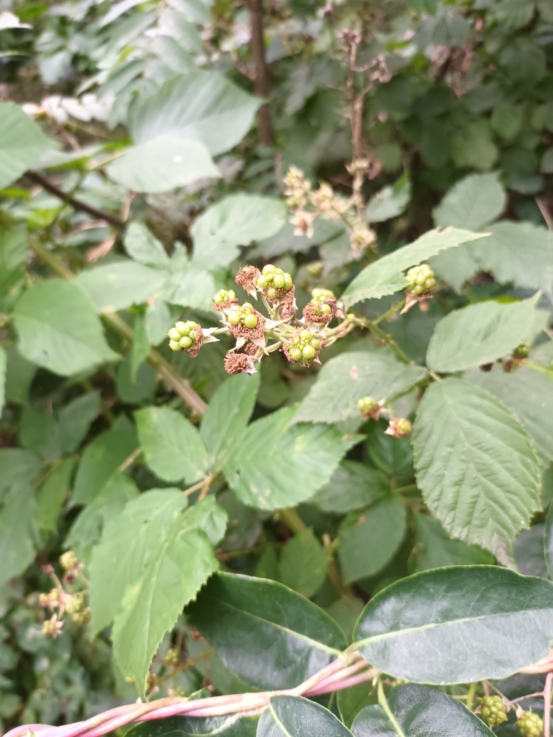 Rubus pseudothyrsanthus photo 4