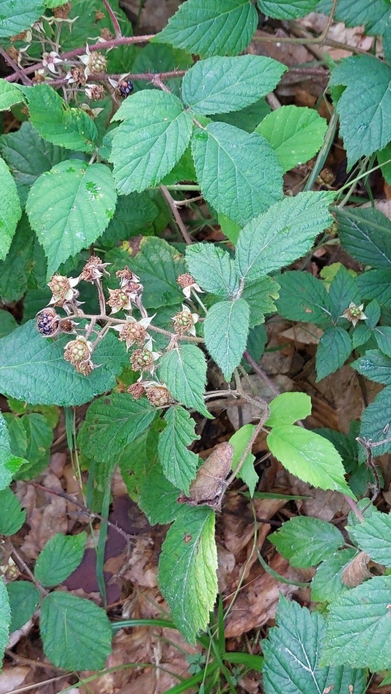 Rubus pseudovitis