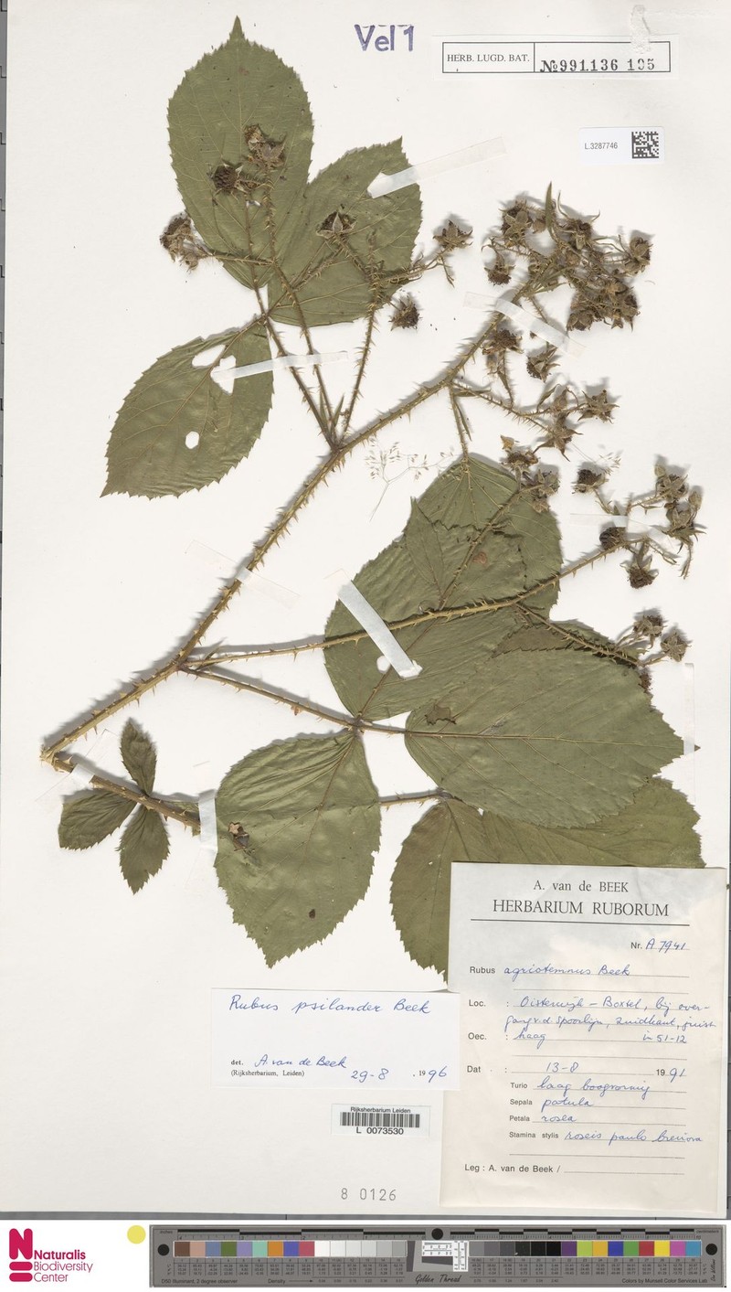 Rubus psilander