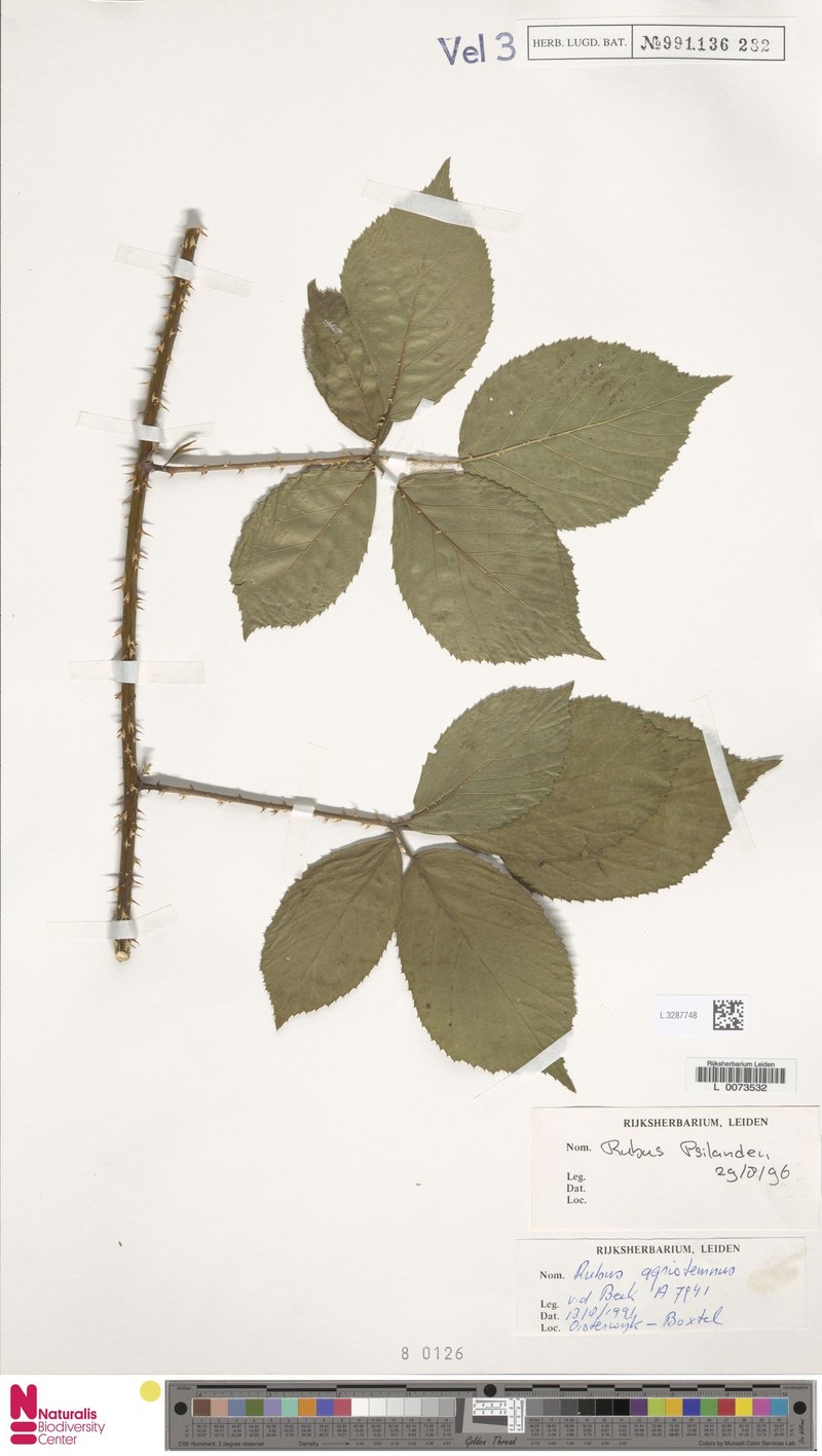 Rubus psilander photo 2