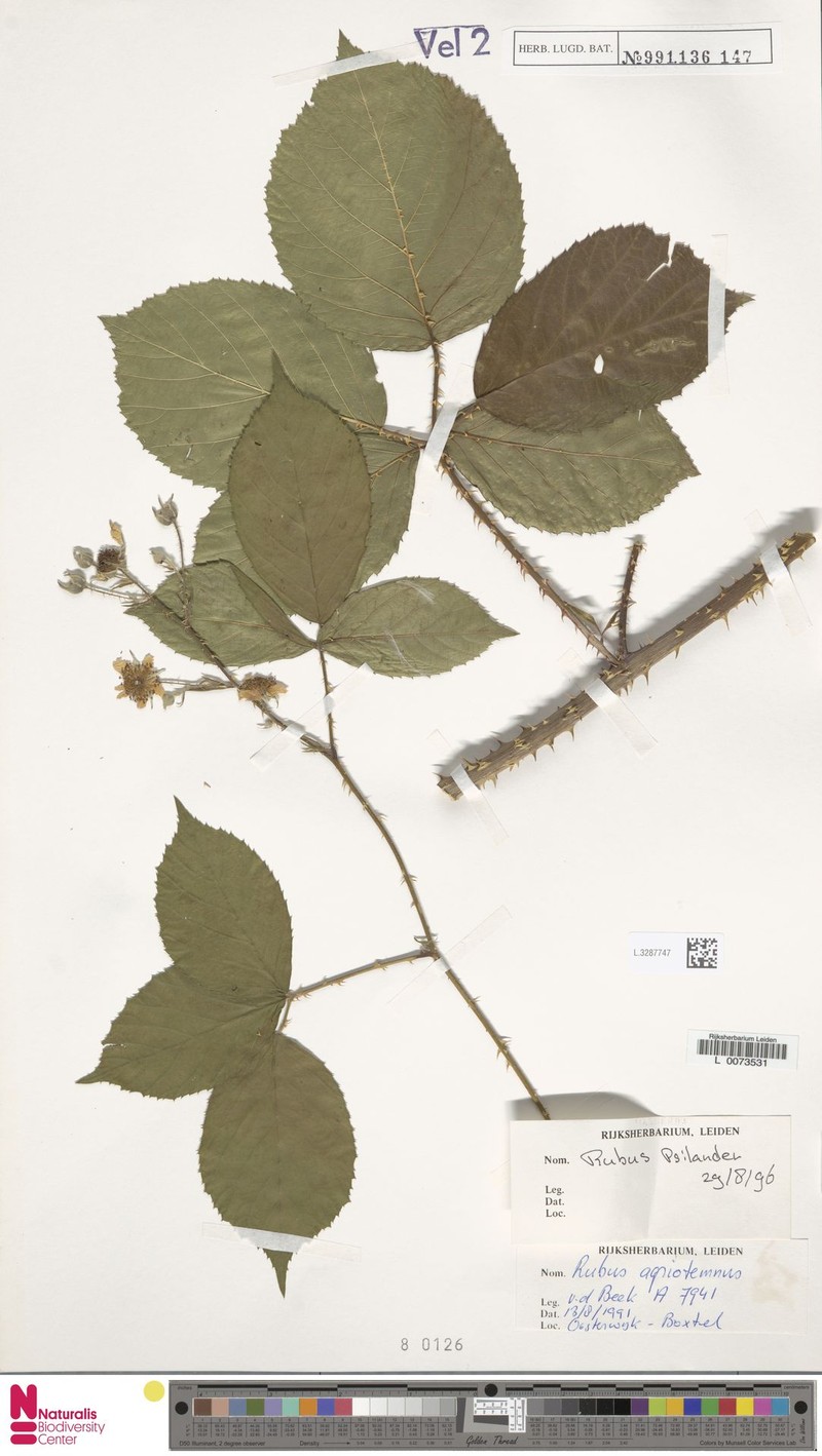 Rubus psilander photo 3