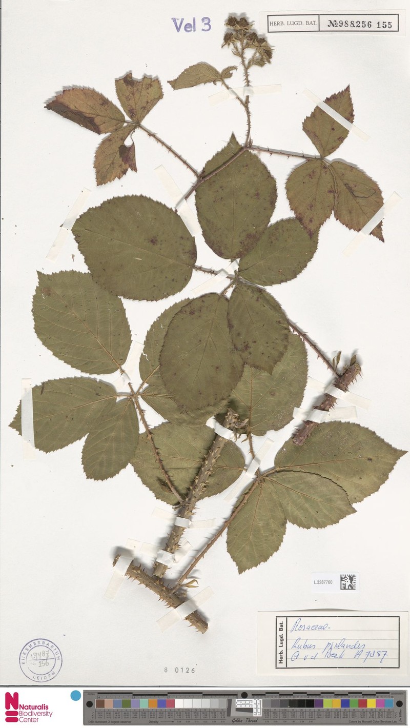 Rubus psilander photo 4