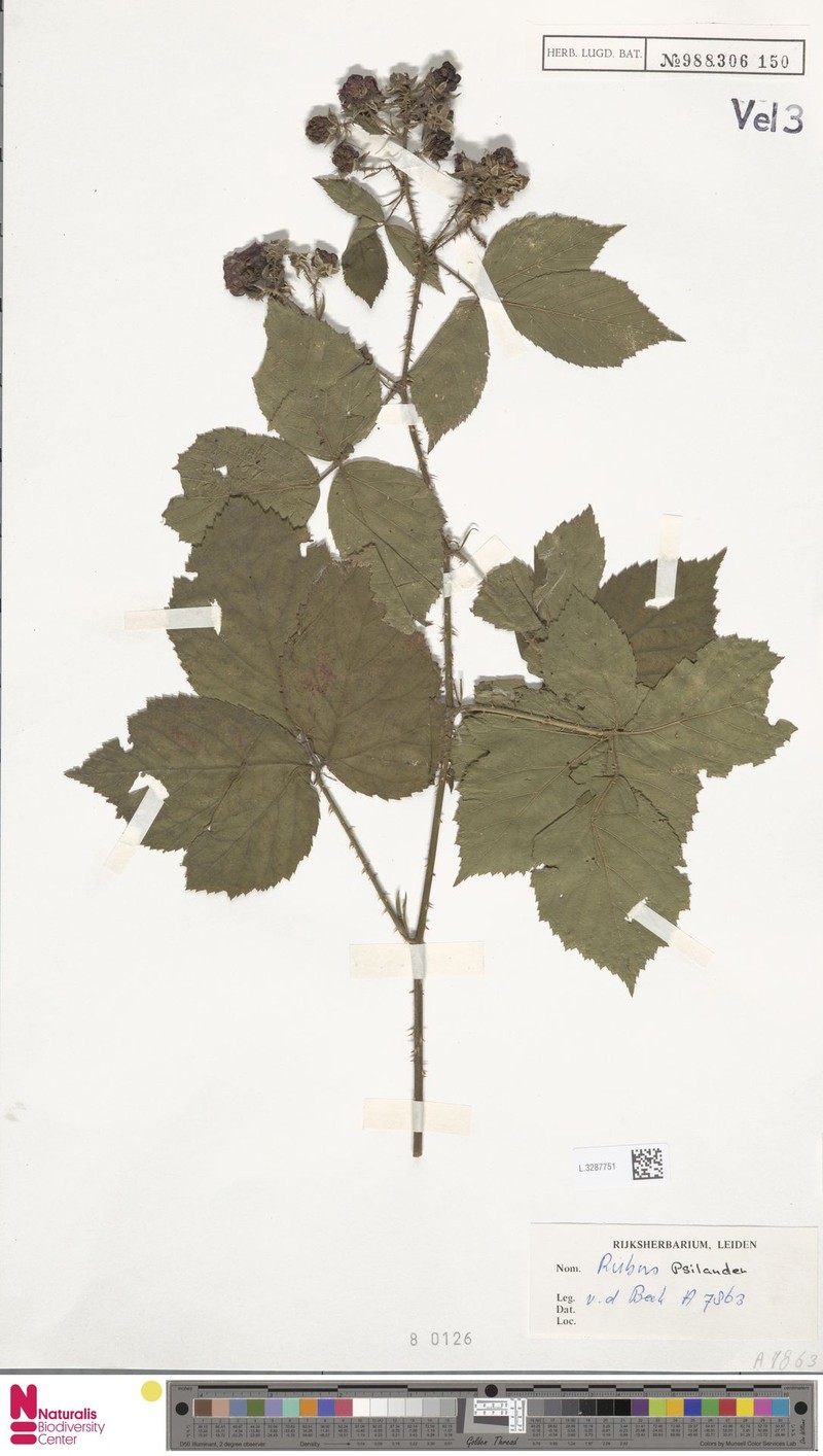 Rubus psilander photo 5