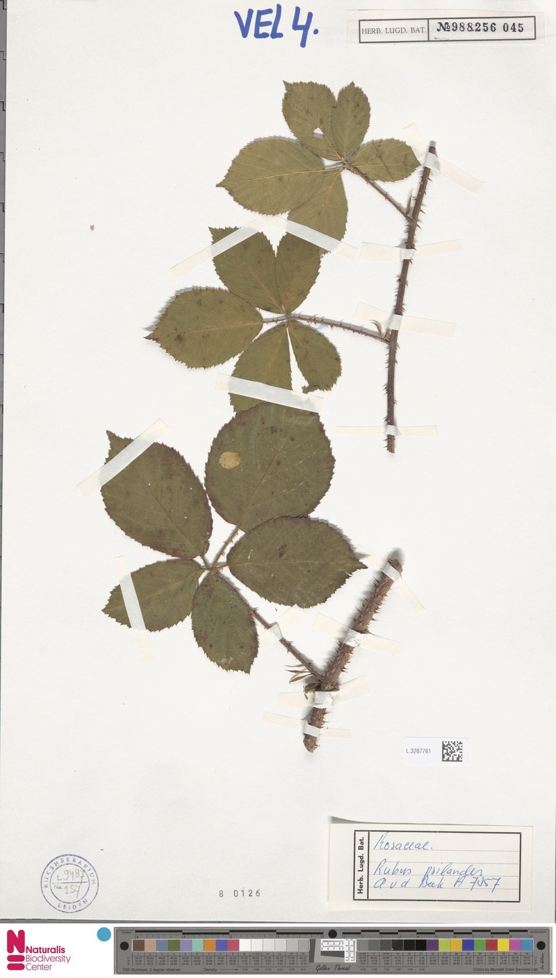 Rubus psilander photo 6