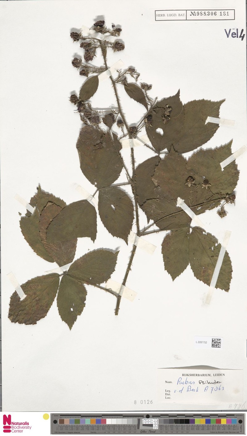 Rubus psilander photo 7