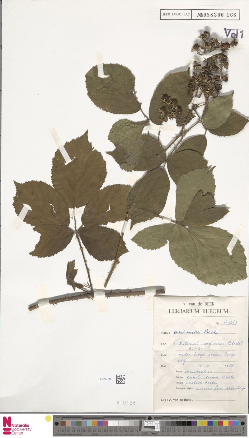 Rubus psilander photo 8