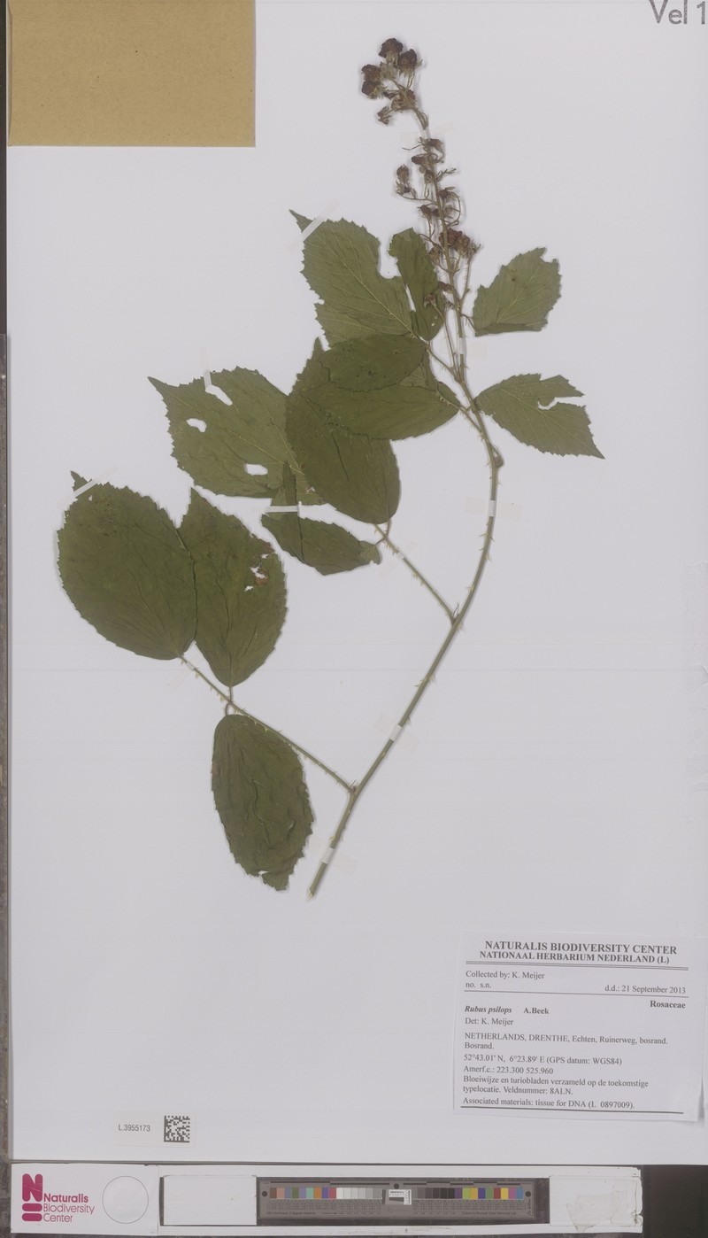 Rubus psilops