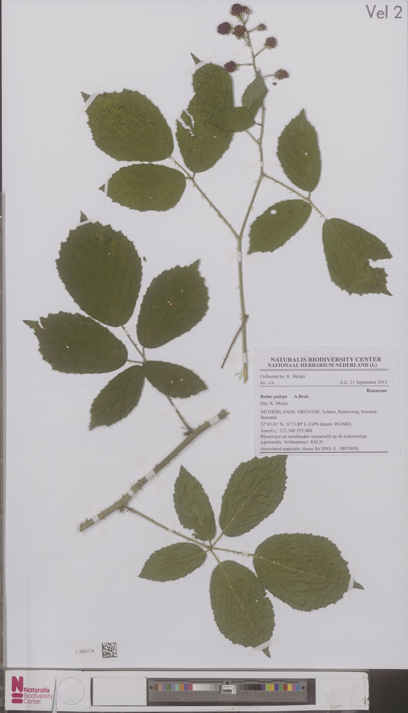 Rubus psilops photo 2