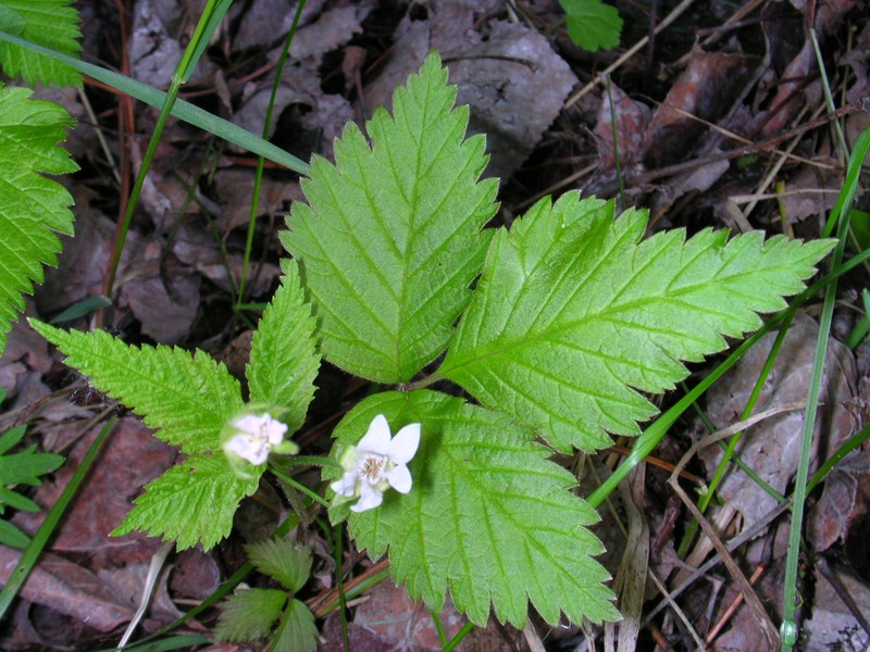 Dwarf Red Blackberry photo 2