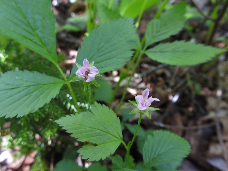 Dwarf Red Blackberry photo 3