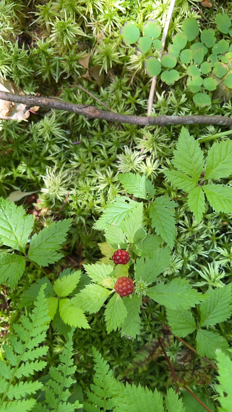 Dwarf Red Blackberry photo 4
