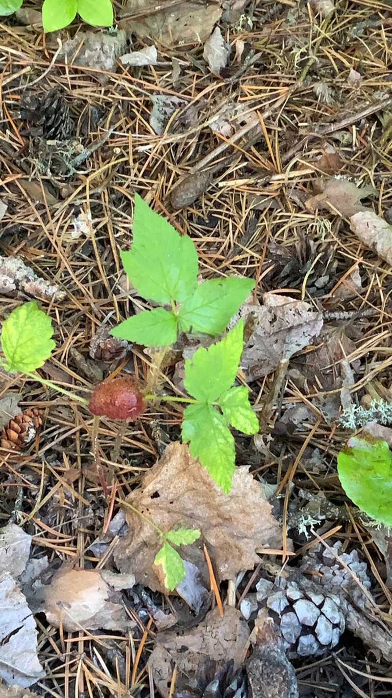 Dwarf Red Blackberry photo 5