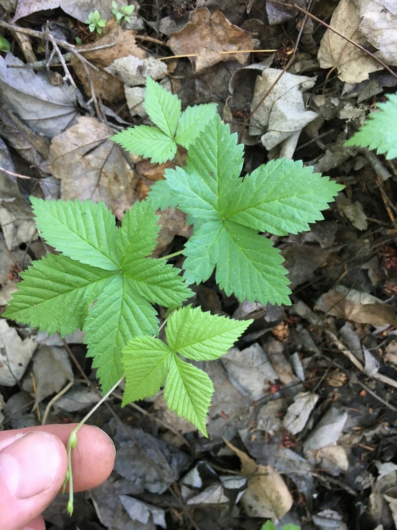 Dwarf Red Blackberry photo 6