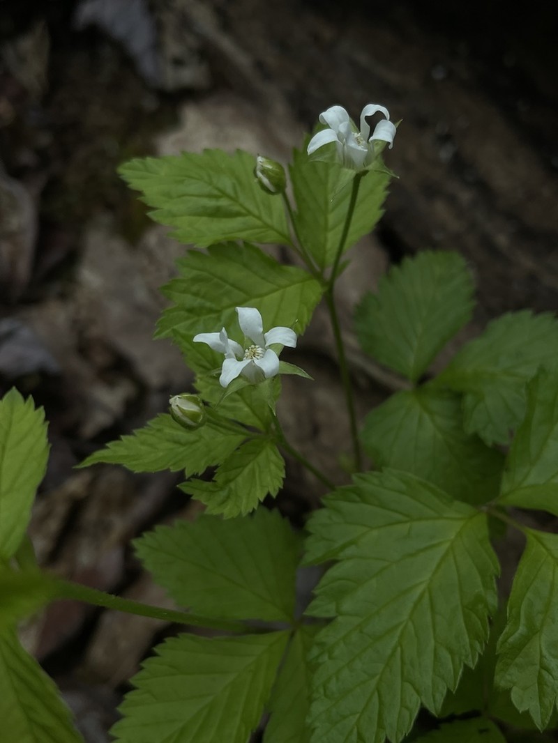Dwarf Red Blackberry photo 7