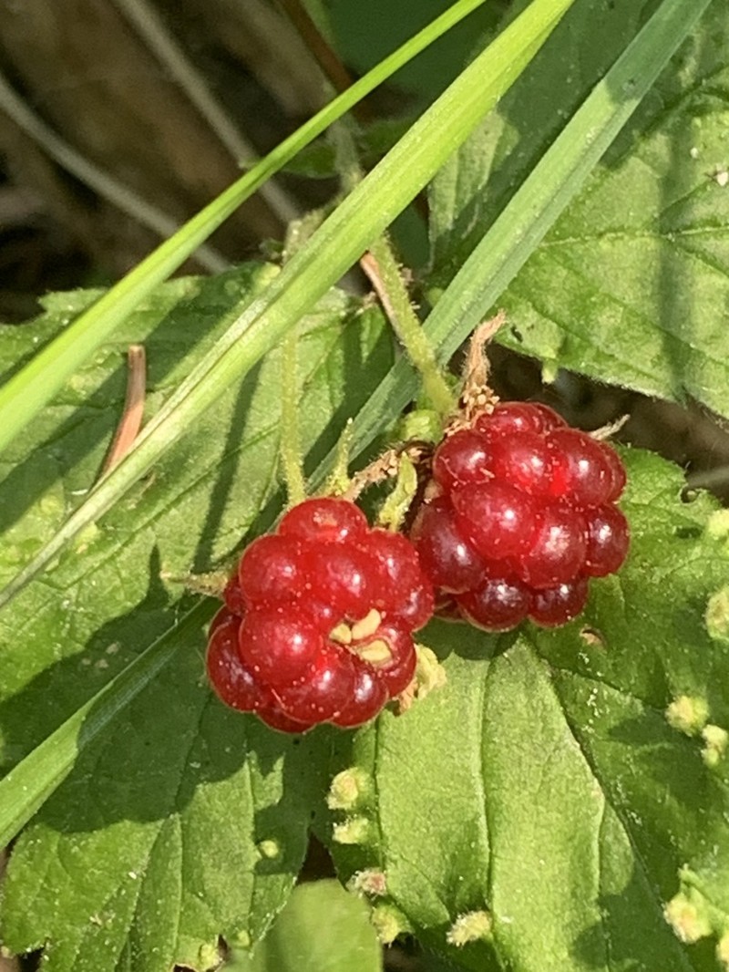Dwarf Red Blackberry photo 8