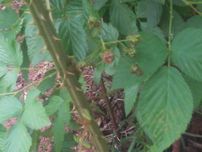 Eagle Rock Blackberry