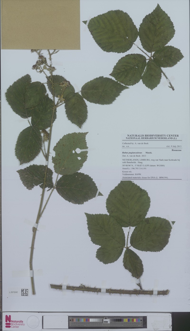 Rubus pugiunculosus