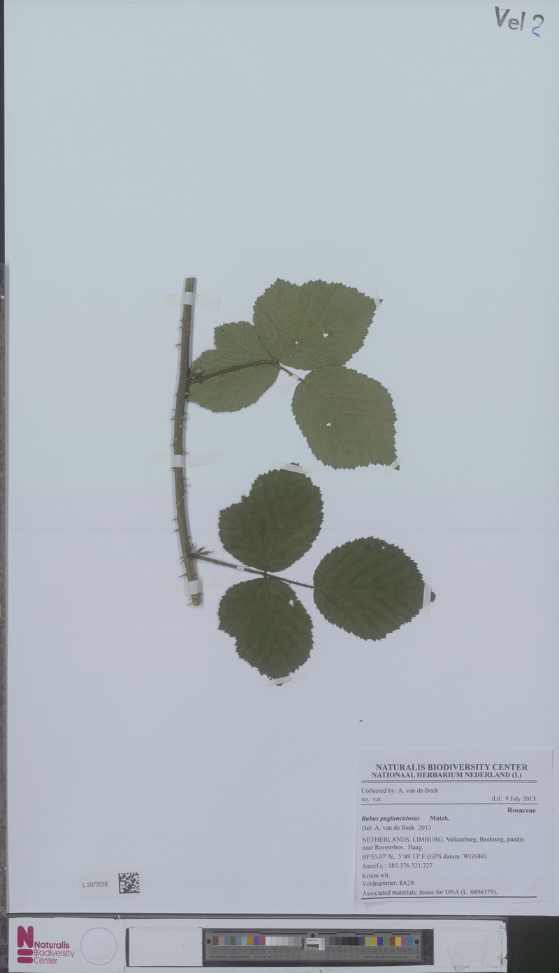 Rubus pugiunculosus photo 2