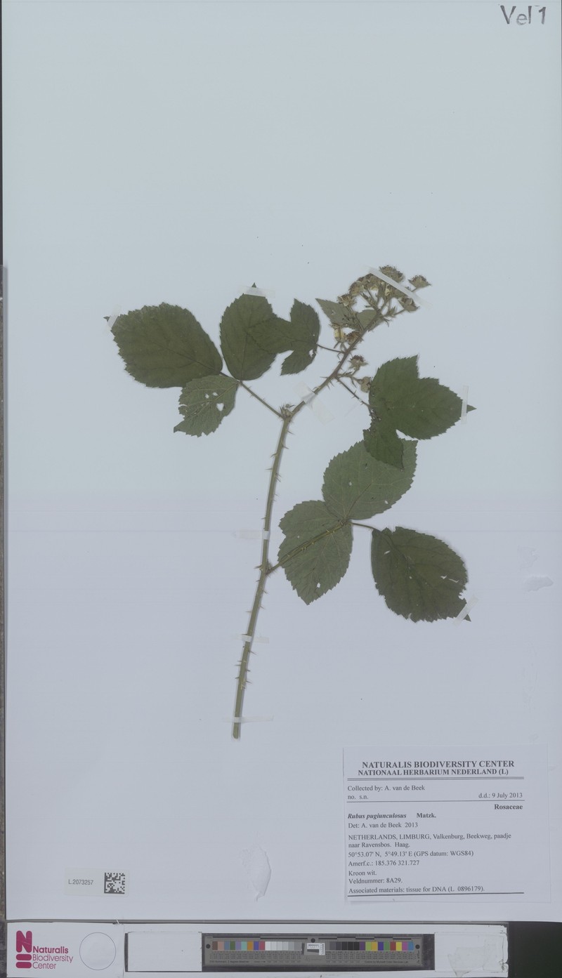 Rubus pugiunculosus photo 3