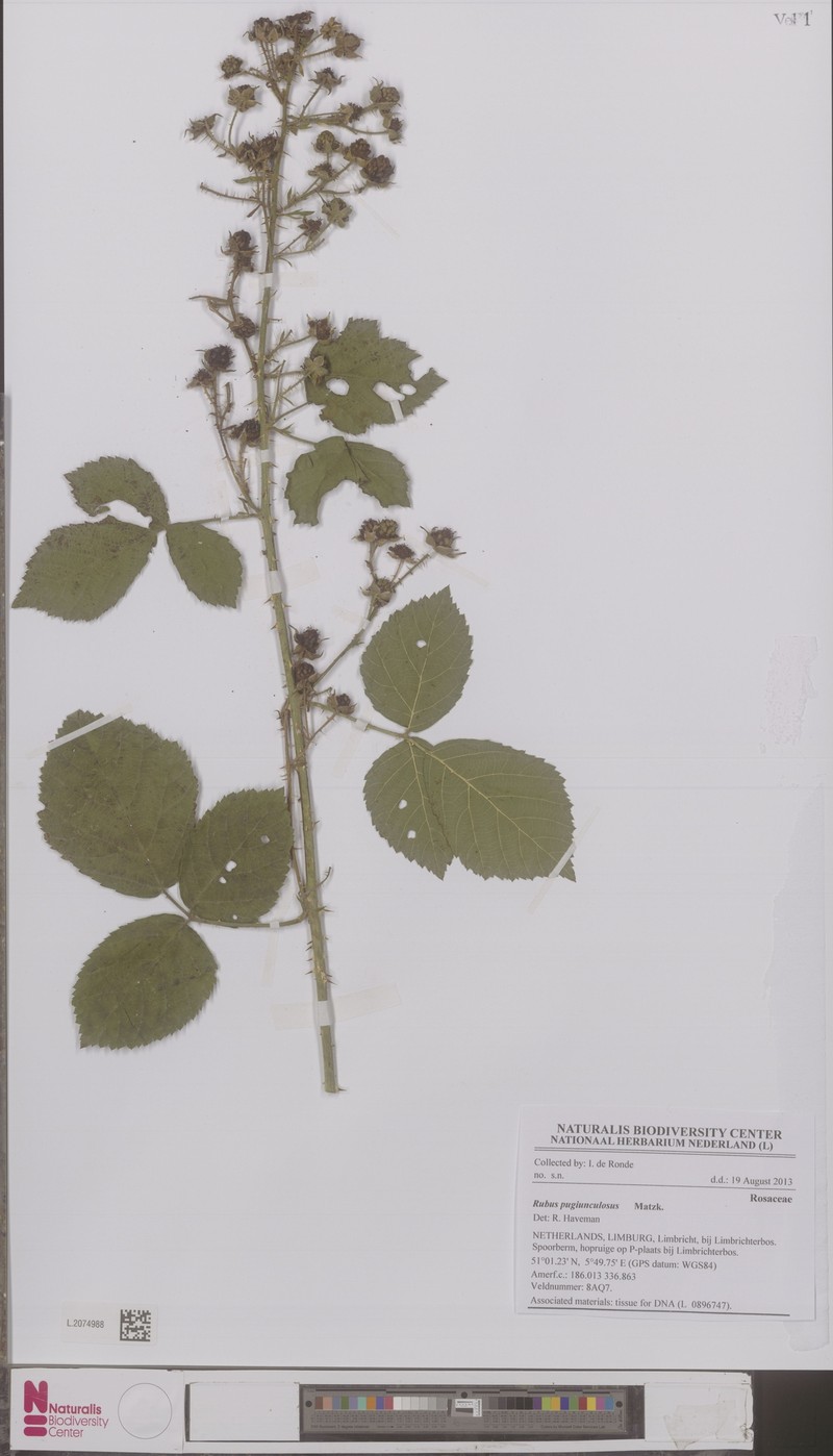Rubus pugiunculosus photo 4
