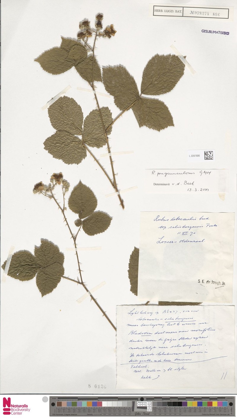 Rubus pugiunculosus photo 5