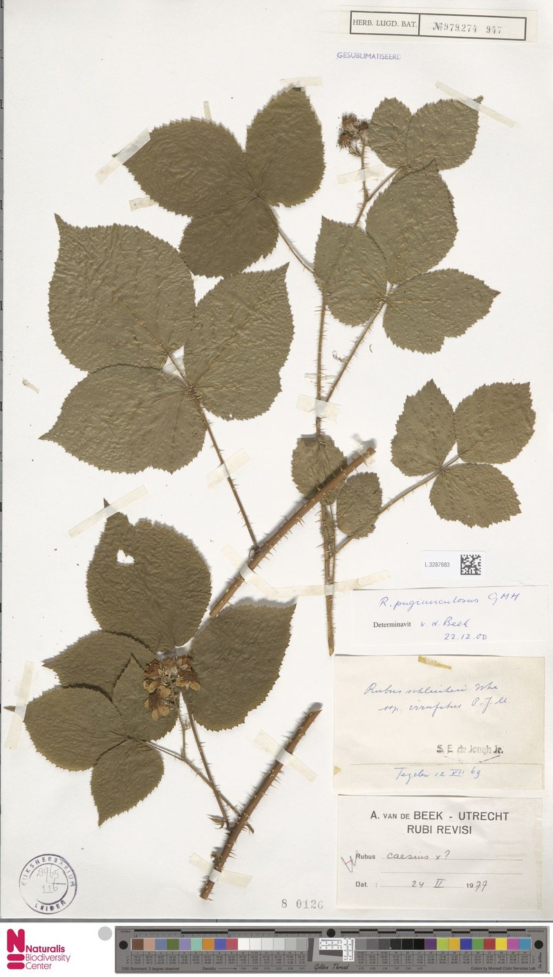 Rubus pugiunculosus photo 6
