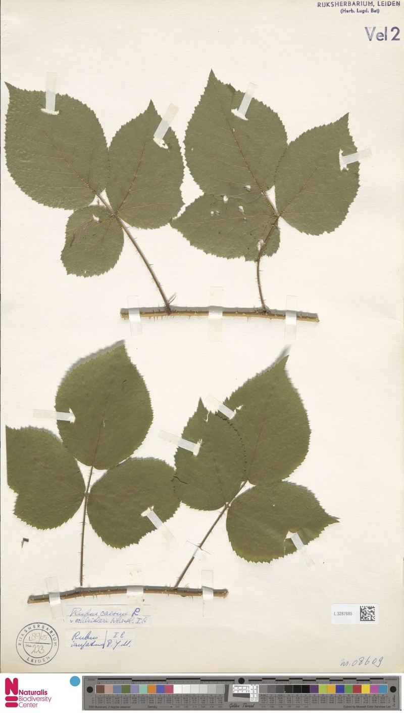 Rubus pugiunculosus photo 7